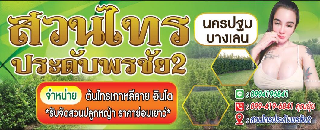 ไทรประดับพรชัย2 ทีมงานมีคุนภาพ. ต้องสวนไทรประดับพรชัย2. รับจัดส่งทั่วประเทศ🌲ประสบการกว่า10ปี🙏🏻
